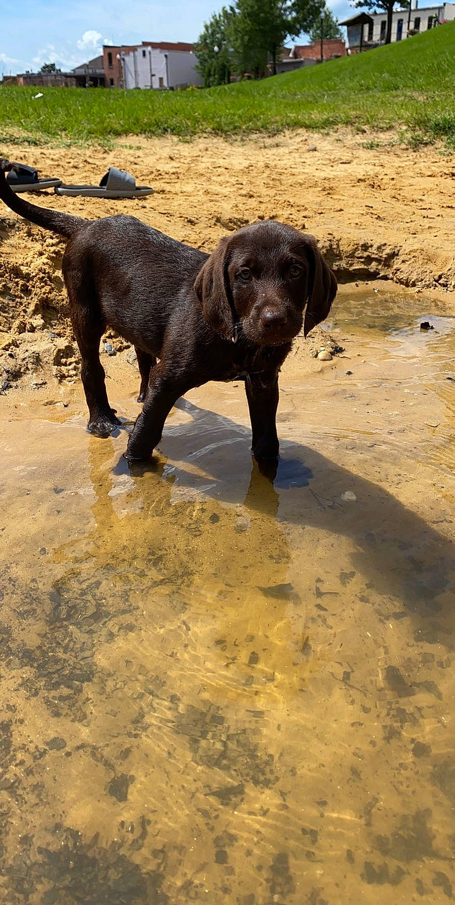 River joined the competition — help win amazing prizes! canidae, carnivore, dog, dog_breed, hunting_dog, labrador_retriever, mammal, pointer, pointing_breed, pudelpointer, retriever, snout, sporting_group, tail, vertebrate