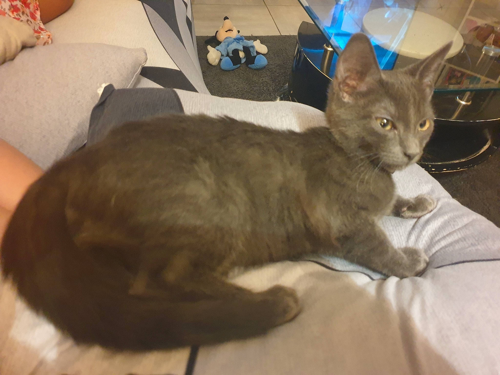 Tokyo a rejoint le concours — aidez-le/la à gagner de superbes lots ! bed, carnivore, cat, comfort, domestic_short_haired_cat, ear, fawn, felidae, fur, havana_brown, mammal, oriental_longhair, small_to_medium_sized_cats, snout, tail, tonkinese, whiskers