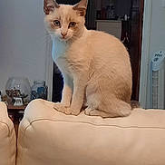 Kitty participe au concours pour gagner de l'argent avec cette photo : abyssinian, angora, animal, architecture, blanket, building, cat, couch, cushion, furniture, homedecor, indoors, interiordesign, kitten, livingroom, manx, pet, room, siamese, text