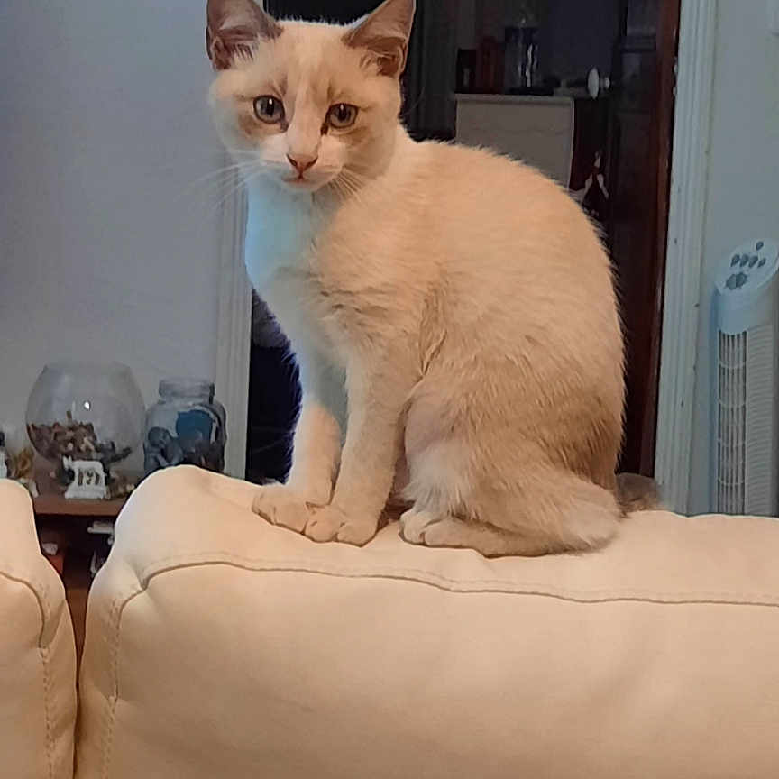 Kitty