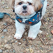 Loki a rejoint le concours — aidez-le/la à gagner de superbes lots ! dog, small_dog, fluffy, sweater, outdoor, rocks, curious, pet, animal, standing, leash, brown_and_white, cute, fur, tail, walking, nature, companion, friendly, portrait