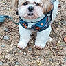 dog, small_dog, fluffy, sweater, outdoor, rocks, curious, pet, animal, standing, leash, brown_and_white, cute, fur, tail, walking, nature, companion, friendly, portrait