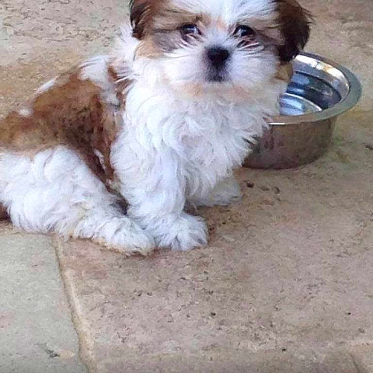 Loki