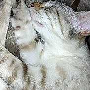 Coquine participe au concours pour gagner de l'argent avec cette photo : abyssinian, animal, blanket, canine, cat, couch, dog, egyptiancat, furniture, kitten, manx, person, pet, siamese, sleeping, white