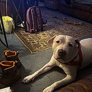 Hendrix joined the competition — help win amazing prizes! dog, white_dog, carpet, boots, backpack, rug, living_room, leather_couch, pet, indoor, floor, collar, curious, brown_boots, resting, cozy, home_interior, furniture, animal, canine