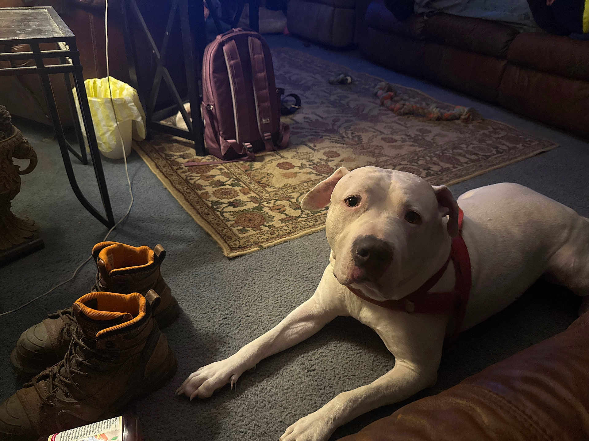 Hendrix joined the competition — help win amazing prizes! dog, white_dog, carpet, boots, backpack, rug, living_room, leather_couch, pet, indoor, floor, collar, curious, brown_boots, resting, cozy, home_interior, furniture, animal, canine