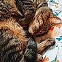 Secret joined the competition — help win amazing prizes! cat, tabby, sleeping, bed, bedding, floral_pattern, fur, whiskers, tail, pet, nap, cozy, close_up, domestic_cat, striped, portrait, paws, soft, indoors, resting
