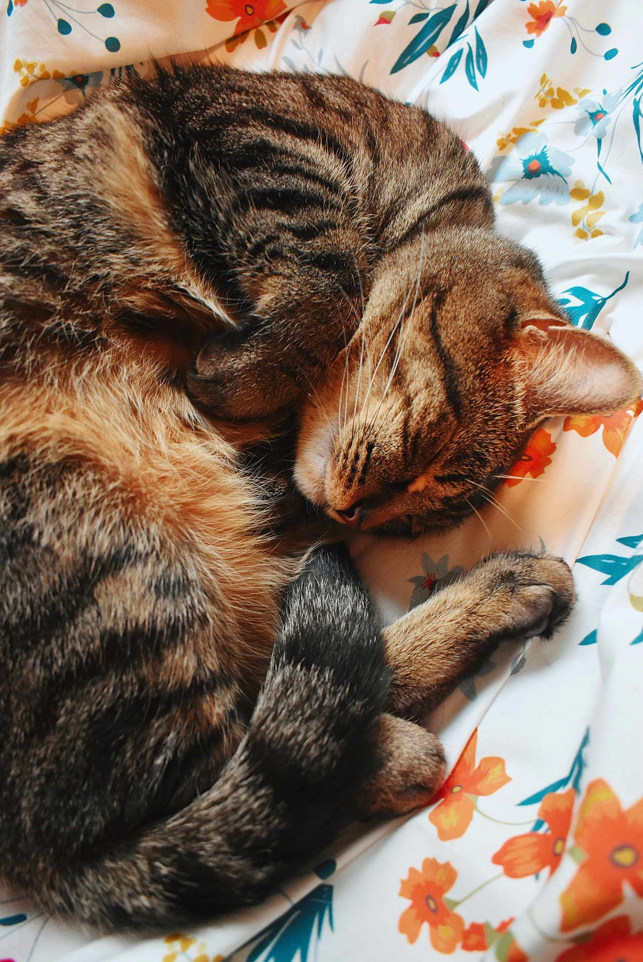 Secret joined the competition — help win amazing prizes! cat, tabby, sleeping, bed, bedding, floral_pattern, fur, whiskers, tail, pet, nap, cozy, close_up, domestic_cat, striped, portrait, paws, soft, indoors, resting