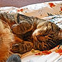 cat, tabby_cat, sleeping, nap, whiskers, paw, fur, cozy, bed, blanket, floral_bedspread, close_up, pet, domestic_animal, relaxation, portrait, indoor, warm_lighting, curled_up, bedding