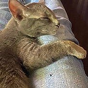Midnight is registered to the contest to win money with this photo: animal, cat, closeup, comfort, cozy, cute, denim, domestic_animal, feline, fur, indoor, jeans, mammal, paw, peaceful, pet, relaxation, resting, sleeping, soft