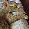 animal, cat, closeup, comfort, cozy, cute, denim, domestic_animal, feline, fur, indoor, jeans, mammal, paw, peaceful, pet, relaxation, resting, sleeping, soft