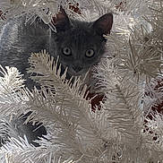 Midnight joined the competition — help win amazing prizes! cat, gray_cat, artificial_tree, white_tree, christmas_tree, curious, pet, animal, indoor, branches, close_up, eyes, feline, holiday, decorations, playful, fur, whiskers, nature, cute