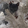 cat, gray_cat, artificial_tree, white_tree, christmas_tree, curious, pet, animal, indoor, branches, close_up, eyes, feline, holiday, decorations, playful, fur, whiskers, nature, cute