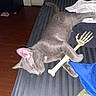 Midnight is registered to the contest to win money with this photo: animal, bed, cat, clothes, cute, ear, fabric, floor, gray_cat, indoor, paw, pet, plastic_skeleton_hand, relaxed, resting, sleeping, striped_surface, tail, toy, wood_floor