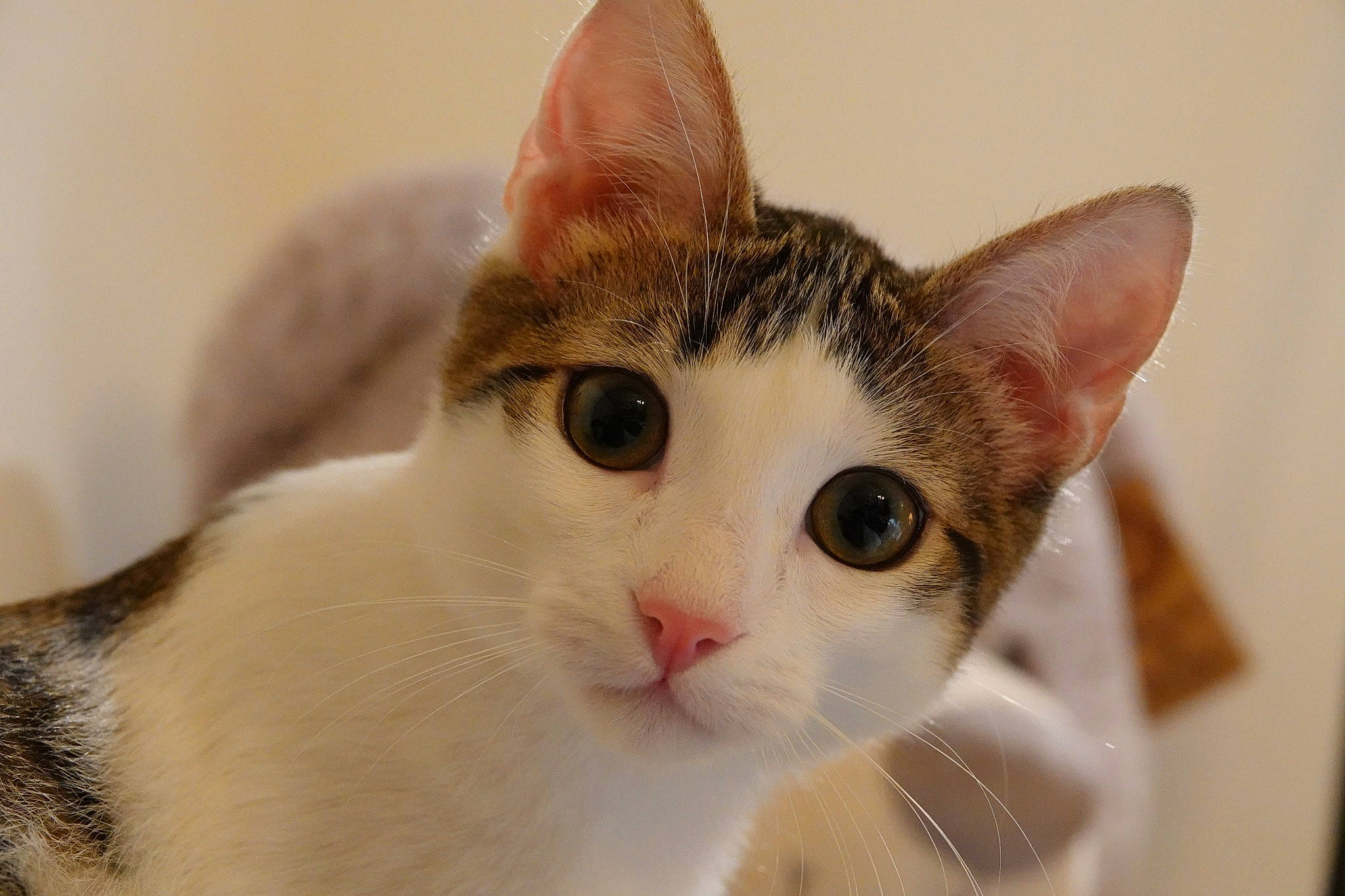 Ringo a rejoint le concours — aidez-le/la à gagner de superbes lots ! carnivore, cat, collar, domestic_short_haired_cat, fawn, felidae, fur, paw, small_to_medium_sized_cats, snout, tail, terrestrial_animal, whiskers