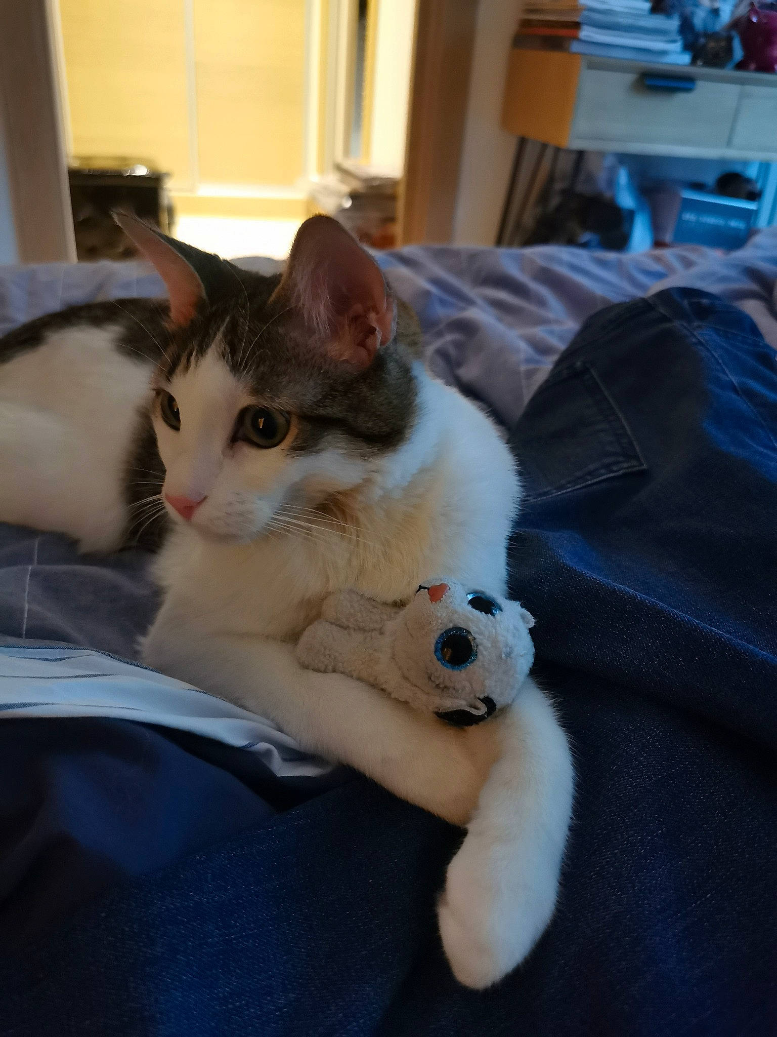 Ringo participe au concours pour gagner de l'argent avec cette photo : box, carnivore, cat, comfort, companion_dog, couch, domestic_short_haired_cat, fawn, felidae, fur, lap, linens, paw, room, small_to_medium_sized_cats, snout, tail, textile, whiskers, window