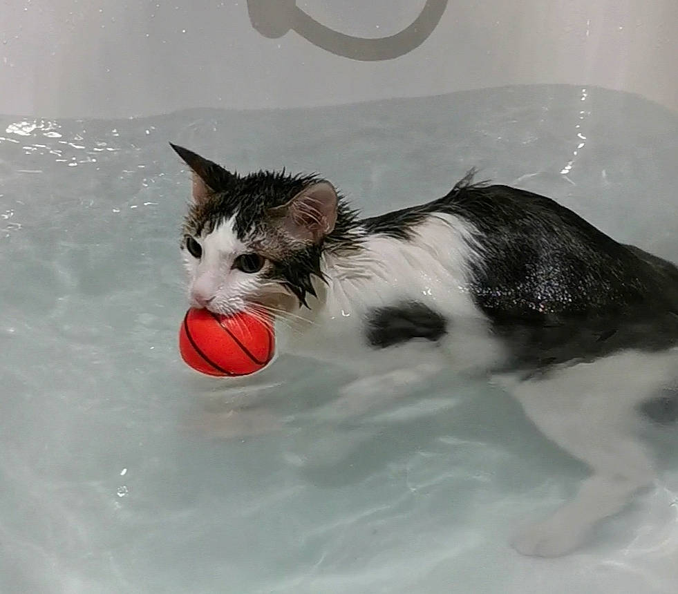 Ringo participe au concours pour gagner de l'argent avec cette photo : ball, carmine, carnivore, cat, domestic_short_haired_cat, facial_expression, felidae, fluid, football, fur, liquid, mammal, paw, small_to_medium_sized_cats, snout, sports_equipment, tail, vertebrate, water, whiskers