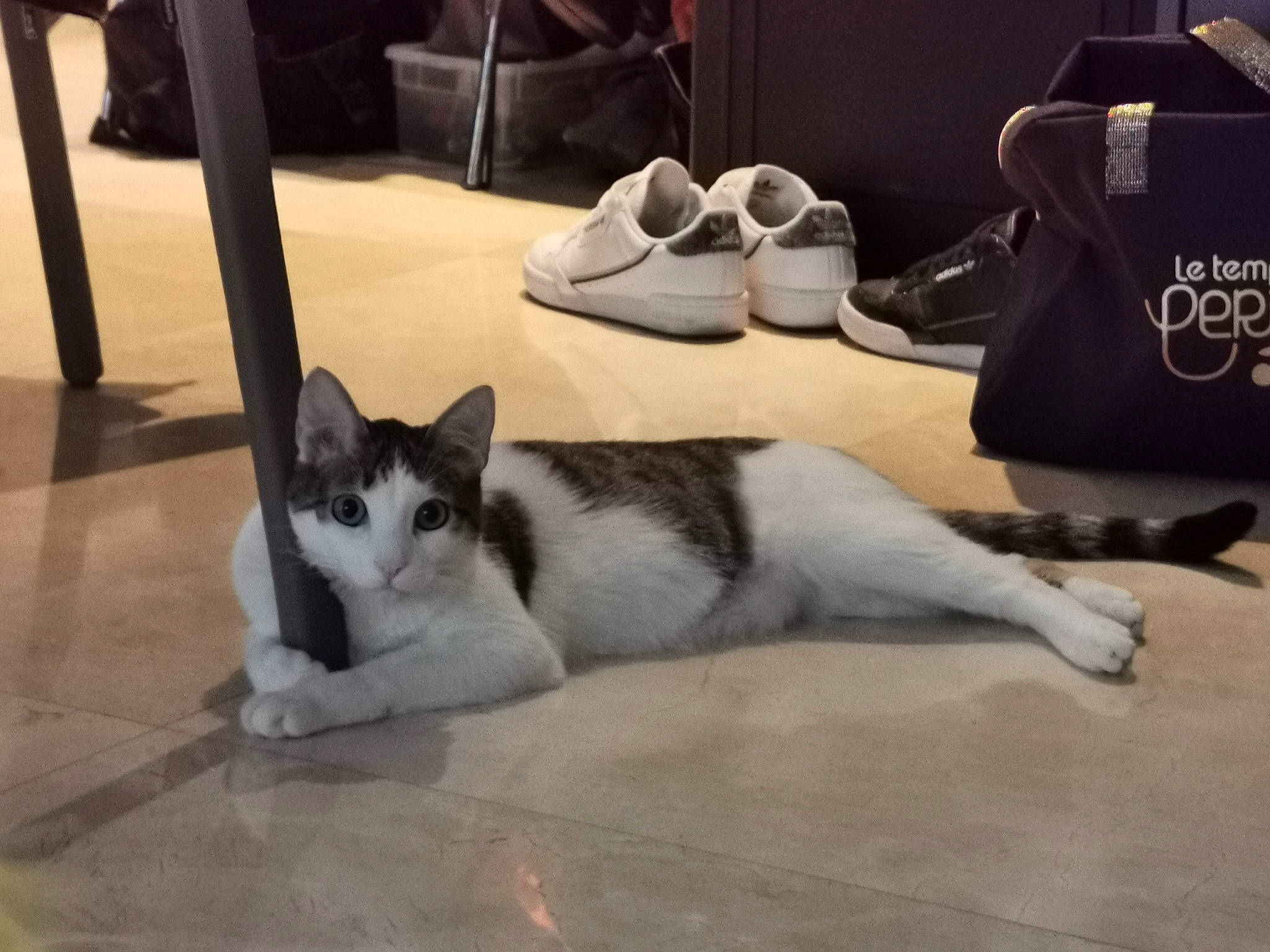 Ringo a rejoint le concours — aidez-le/la à gagner de superbes lots ! carmine, carnivore, cat, comfort, domestic_short_haired_cat, felidae, floor, flooring, foot, fur, grey, hardwood, human_leg, outdoor_shoe, small_to_medium_sized_cats, snout, tail, walking_shoe, whiskers, wood