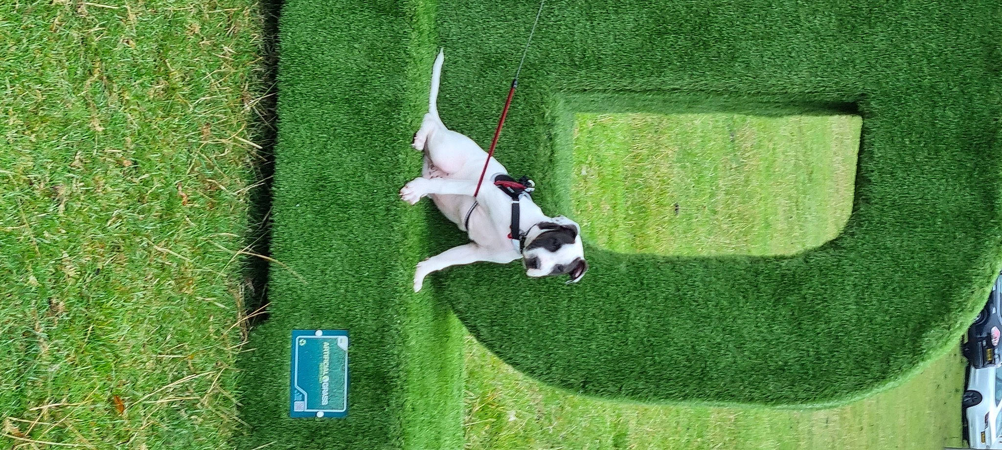 Chip joined the competition — help win amazing prizes! artificial_turf, carnivore, companion_dog, dog, dog_breed, dog_sports, grass, grassland, green, landscape, lawn, non_sporting_group, plant, shrub, slope, sporting_group, sports_equipment, tail, toy_dog, yard