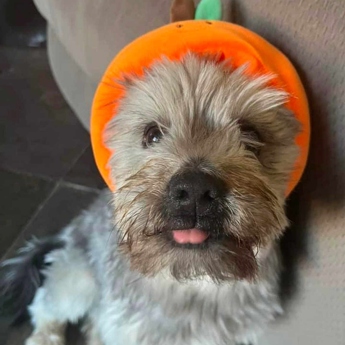 Pierre joined the competition — help win amazing prizes! affenpinscher, animal, bulldog, canine, couch, dog, furniture, indoors, interiordesign, pet, poodle, puppy, snout, terrier, whitedog