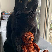 Patoune a rejoint le concours — aidez-le/la à gagner de superbes lots ! animal, black_cat, cat, companion, cozy, curious, cushion, cute, domestic, feline, fur, home, indoor, natural_light, pet, sitting, stuffed_toy, teddy_bear, whiskers, window
