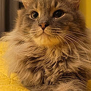 Ash joined the competition — help win amazing prizes! cat, fluffy, gray, pet, animal, feline, whiskers, close_up, indoor, quilt, yellow, bedspread, paw, fur, portrait, relaxed, cute, domestic_animal, laying, curious