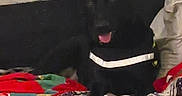 Bailey is registered to the contest to win money with this photo: dog, black_dog, tan_markings, sitting, tongue_out, upright_ears, pet, animal, bedroom, bed, blankets, colorful_bedding, leopard_print, indoor, portrait, looking_at_camera, happy, playful, collar, cozy