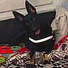 Bailey joined the competition — help win amazing prizes! dog, puppy, black_and_tan, sitting, tongue_out, pointed_ears, collar, indoor, bed, blanket, patterned_fabric, bedroom, pet, animal, portrait, cute, alert, small_dog, textile, home