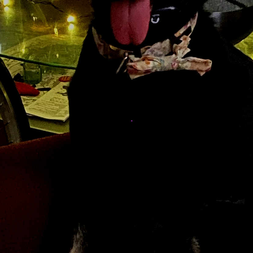 Bailey joined the competition — help win amazing prizes! dog, pet, tongue_out, sitting, indoor, dark, low_light, lock_screen, smartphone, clock, time, night, portrait, collar, furniture, chair, window, reflection, photograph, bailey