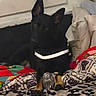dog, puppy, black_dog, tan markings, pointed_ears, reflective_collar, collar, sitting, bed, blanket, bedding, bedroom, indoors, pet, canine, small_dog, dark_fur, alert, portrait, home