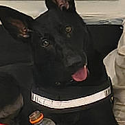 Bailey joined the competition — help win amazing prizes! dog, black_dog, pet, animal, pointed_ears, tongue_out, dark_coat, collar, indoors, couch, cushions, blanket, water_bottle, sitting, portrait, close_up, looking_at_camera, home, cute, funny