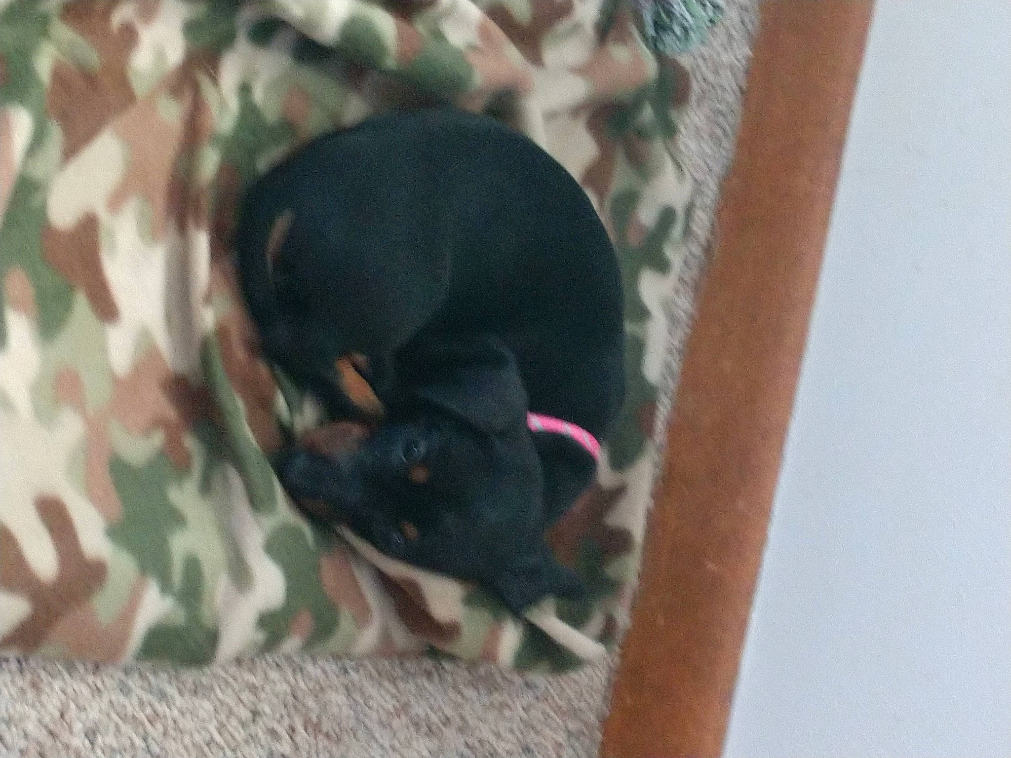 Emily joined the competition — help win amazing prizes! canidae, carnivore, comfort, companion_dog, dog, dog_breed, fawn, felidae, guard_dog, magenta, non_sporting_group, puppy, small_to_medium_sized_cats, snout, tail, terrestrial_animal, toy_dog, whiskers, wood, working_animal