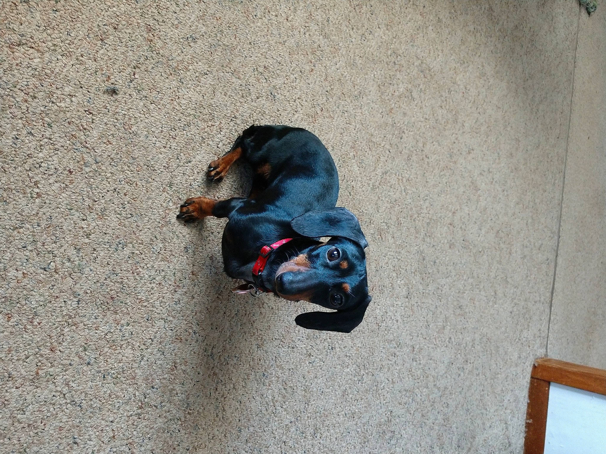 Emily joined the competition — help win amazing prizes! asphalt, canidae, carmine, carnivore, concrete, denim, dog_breed, electric_blue, flooring, foot, grey, human_leg, paw, pedestrian, road_surface, shadow, sidewalk, sitting, snout, sporting_group