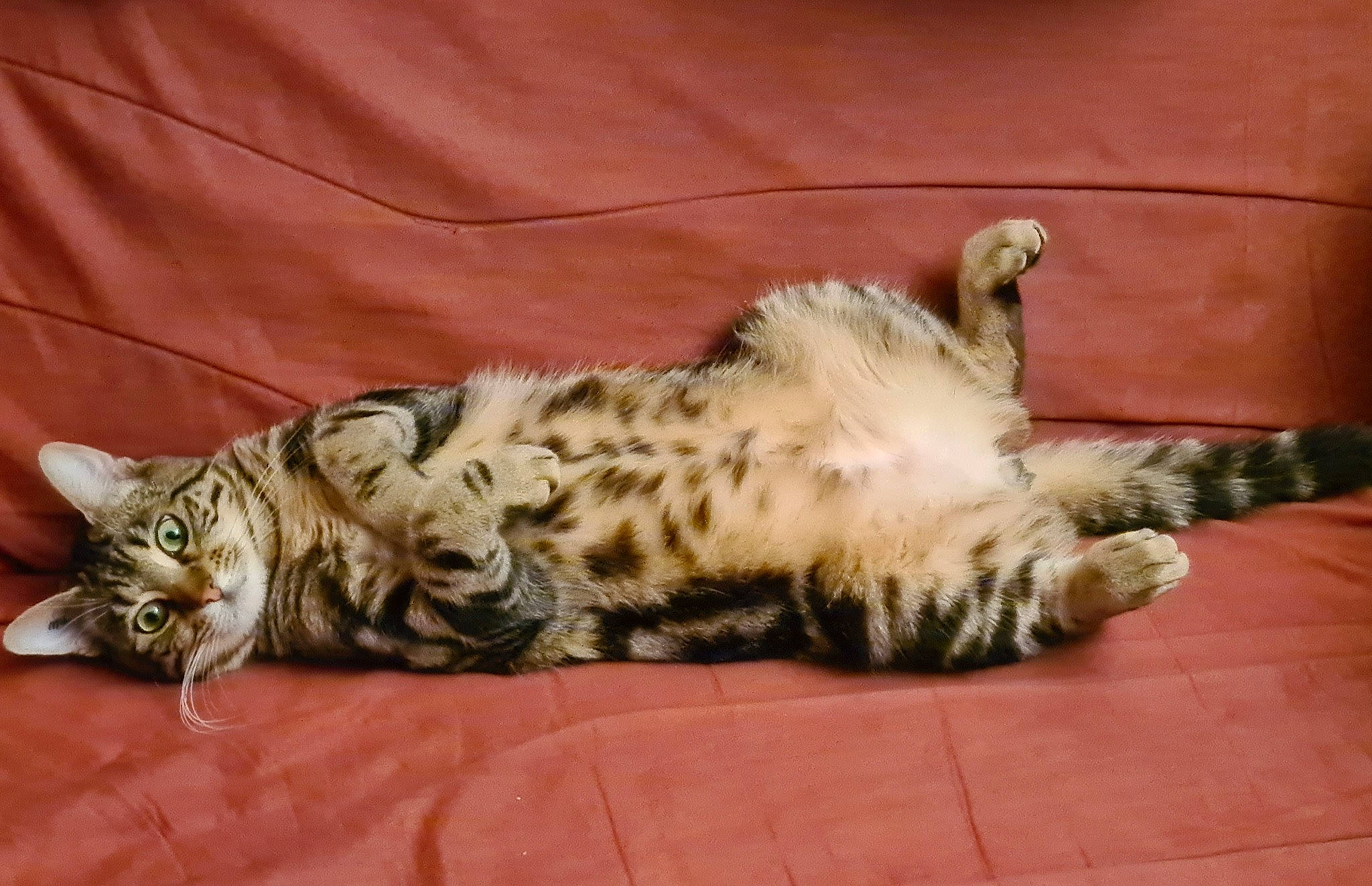 Maurice a rejoint le concours — aidez-le/la à gagner de superbes lots ! bed, carnivore, cat, claw, comfort, domestic_short_haired_cat, fawn, felidae, fur, paw, small_to_medium_sized_cats, snout, tail, terrestrial_animal, vertebrate, whiskers, wildlife, wood