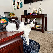 Moo Moo is registered to the contest to win money with this photo: cat, black_and_white_cat, table, wooden_furniture, living_room, carpet, books, plant, television, cat_tunnel, decorations, wall_art, console_table, indoor, pet, feline, curious, paw, lounging, cozy