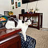 cat, black_and_white_cat, table, wooden_furniture, living_room, carpet, books, plant, television, cat_tunnel, decorations, wall_art, console_table, indoor, pet, feline, curious, paw, lounging, cozy