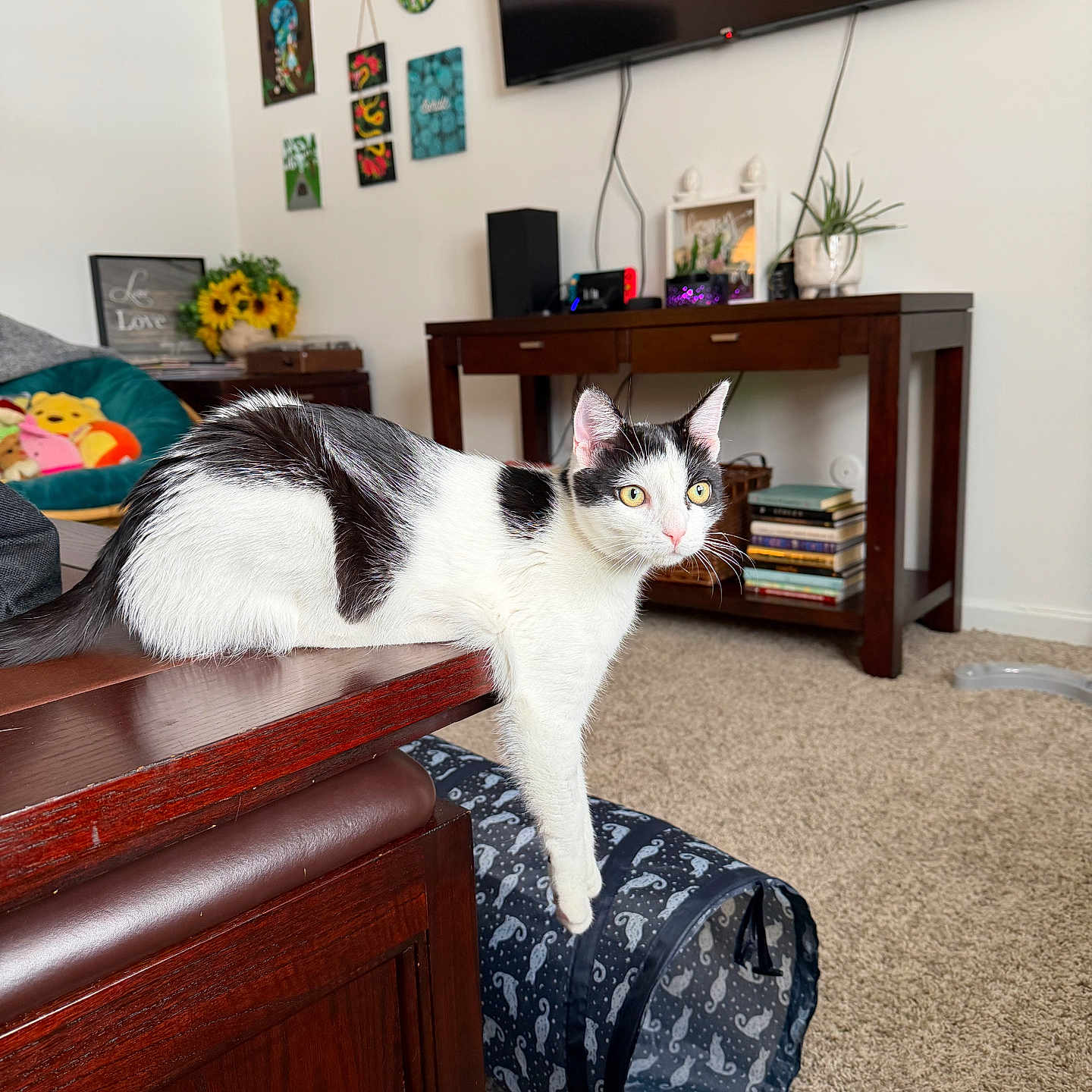 Moo Moo is registered to the contest to win money with this photo: cat, black_and_white_cat, table, wooden_furniture, living_room, carpet, books, plant, television, cat_tunnel, decorations, wall_art, console_table, indoor, pet, feline, curious, paw, lounging, cozy