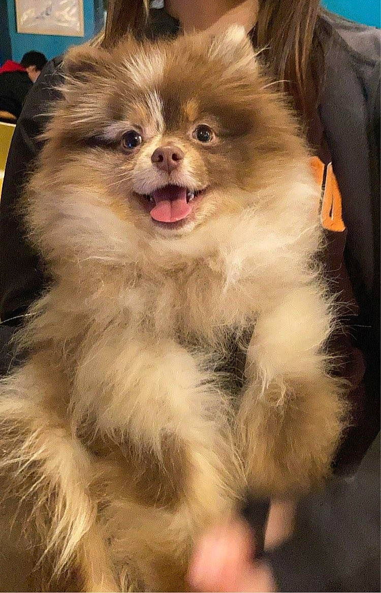 Valko participe au concours pour gagner de l'argent avec cette photo : adult, affenpinscher, animal, bodypart, canine, cockerspaniel, dog, face, head, male, man, mouth, papillon, person, pet, photography, portrait, puppy, teeth, tongue