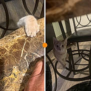 Max is registered to the contest to win money with this photo: animal, cat, chair, curious, door, feline, floor, furniture, hand, home, indoor, legs, light_fur, marble_table, metal_chair, paw, pet, playful, shadow, wood_floor