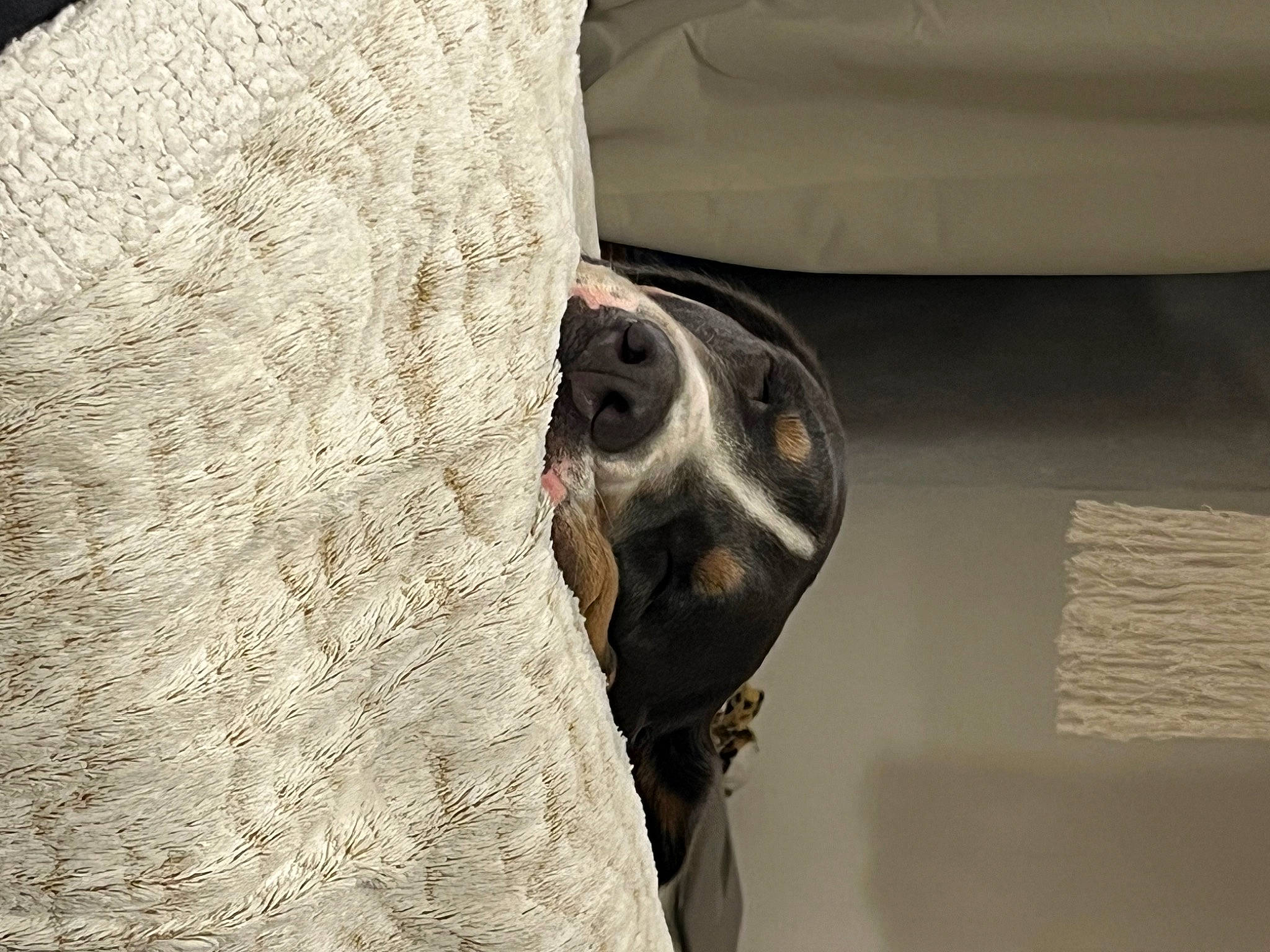 Kila a rejoint le concours — aidez-le/la à gagner de superbes lots ! art, artifact, carving, classical_sculpture, fur, grey, metal, monument, pattern, rock, room, sculpture, sleeve, statue, visual_arts, wood