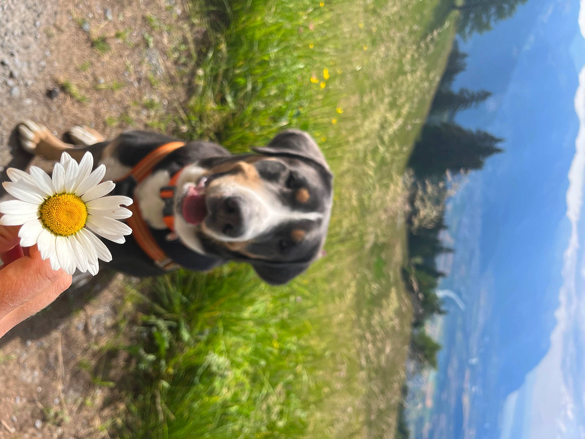 Kila participe au concours pour gagner de l'argent avec cette photo : carnivore, cloud, companion_dog, daisy, dog, dog_breed, eyewear, fashion_accessory, fawn, flower, grass, landscape, petal, plant, rock, sky, sporting_group, tree, wood, working_dog