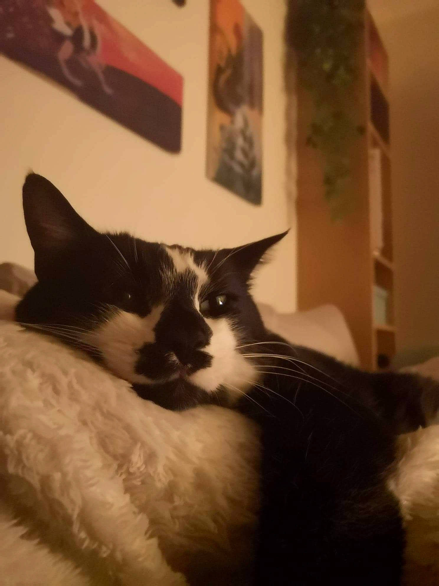 Panda participe au concours pour gagner de l'argent avec cette photo : carnivore, cat, cloud, comfort, domestic_short_haired_cat, felidae, flooring, fur, monochrome, monochrome_photography, picture_frame, room, sky, small_to_medium_sized_cats, snout, tail, tints_and_shades, whiskers, window, wood