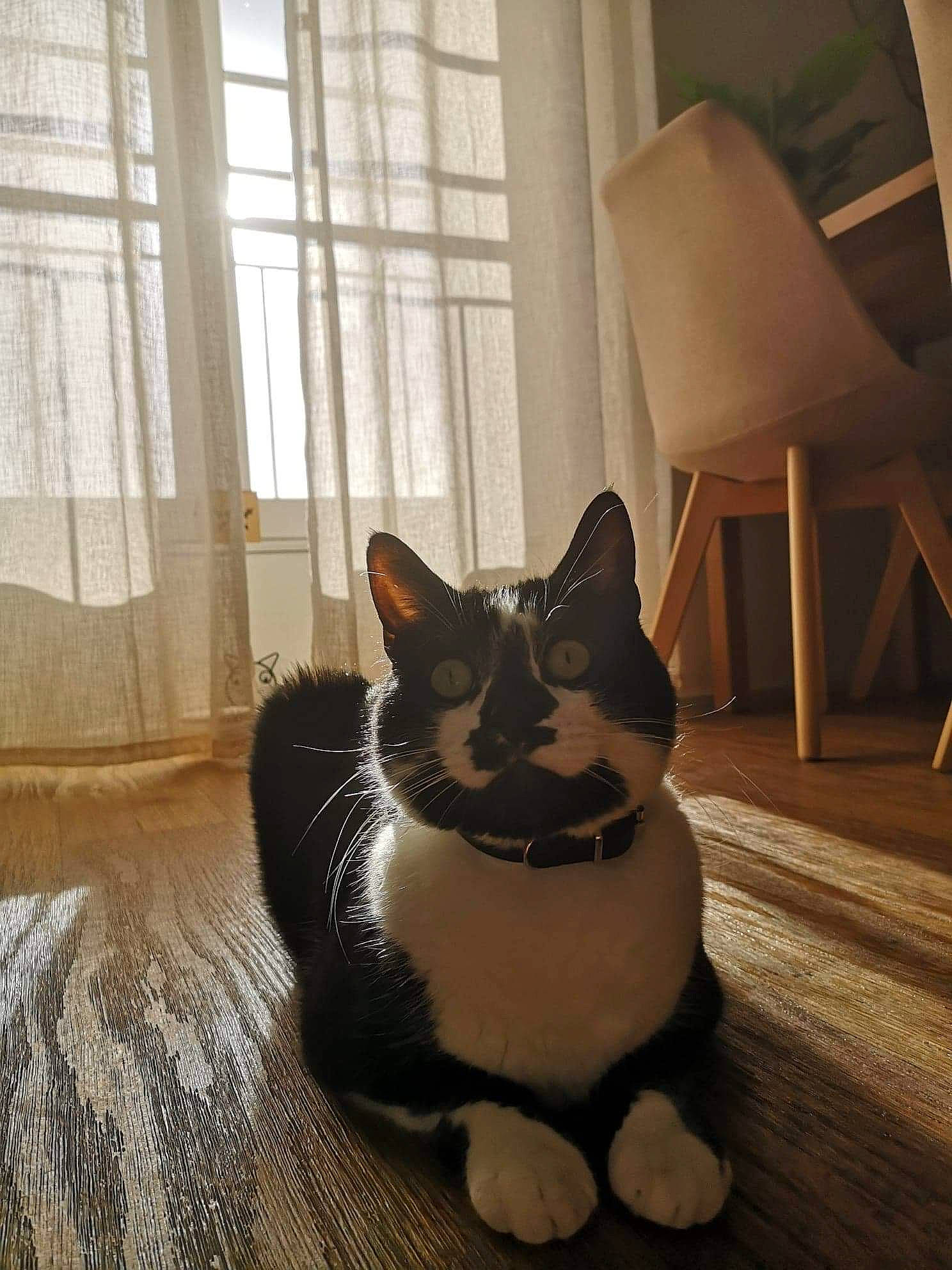 Panda a rejoint le concours — aidez-le/la à gagner de superbes lots ! carnivore, cat, comfort, door, felidae, floor, flooring, fur, grey, hardwood, interior_design, small_to_medium_sized_cats, snout, stairs, tail, tints_and_shades, whiskers, window, window_blind, wood