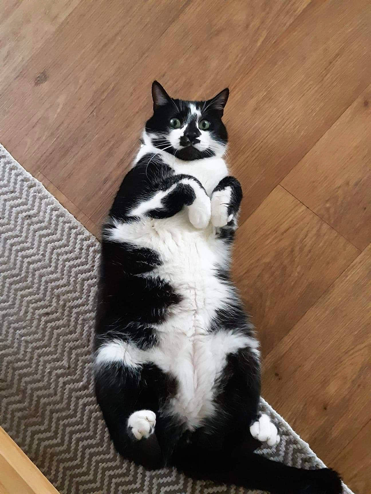 Panda participe au concours pour gagner de l'argent avec cette photo : canidae, carnivore, cat, dog_breed, domestic_short_haired_cat, felidae, flooring, foot, fur, hardwood, human_leg, monochrome_photography, paw, sitting, small_to_medium_sized_cats, snout, tail, terrestrial_animal, whiskers, wood