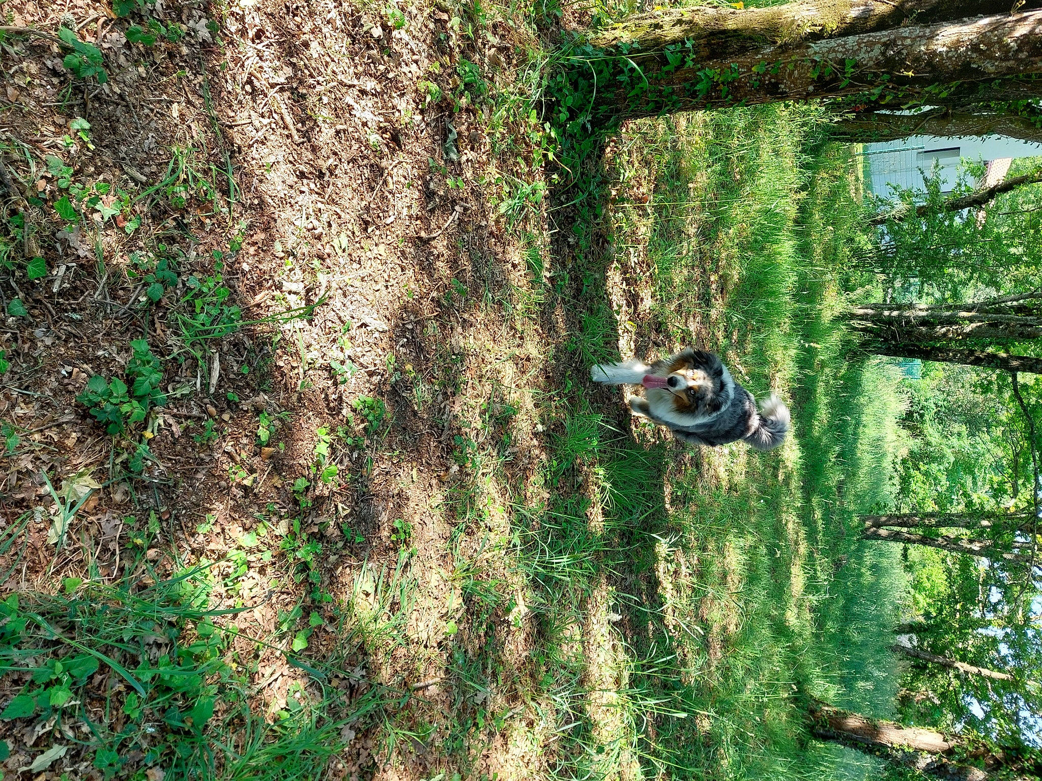 Newton a rejoint le concours — aidez-le/la à gagner de superbes lots ! biome, branch, forest, grass, green, groundcover, jungle, landscape, natural_environment, natural_landscape, old_growth_forest, people_in_nature, plant, shrub, temperate_broadleaf_and_mixed_forest, terrestrial_plant, tree, trunk, wood, woodland