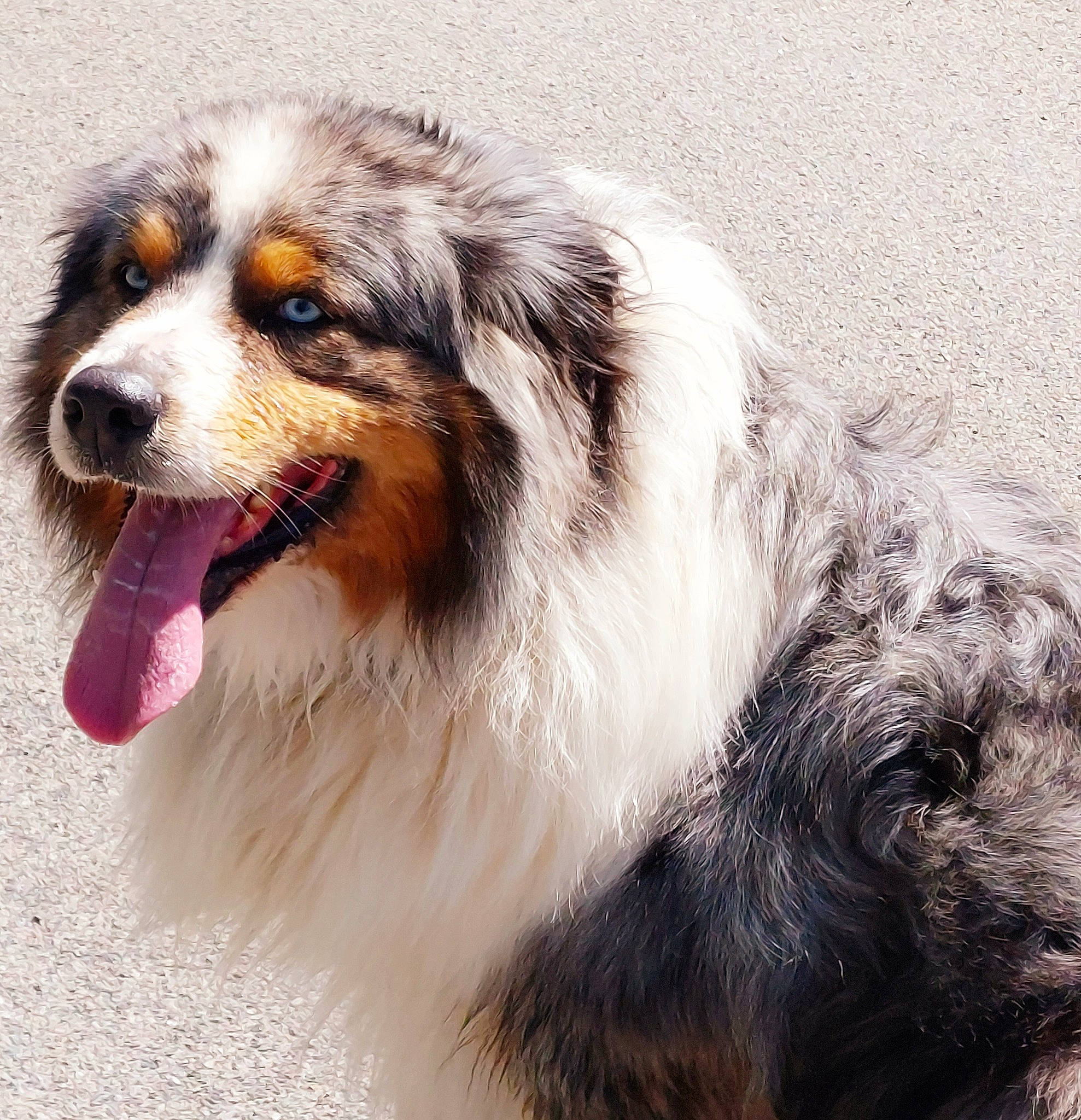 Newton a rejoint le concours — aidez-le/la à gagner de superbes lots ! ancient_dog_breeds, australian_shepherd, canidae, carnivore, companion_dog, dog, dog_breed, fur, herding_dog, sporting_group, terrestrial_animal, whiskers, working_dog