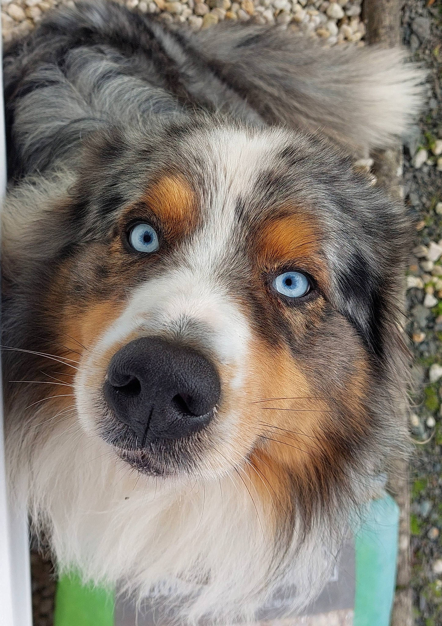 Newton participe au concours pour gagner de l'argent avec cette photo : ancient_dog_breeds, art, australian_collie, australian_shepherd, canidae, carnivore, companion_dog, dog, dog_breed, fur, herding_dog, illustration, miniature_australian_shepherd, scotch_collie, snout, sporting_group, terrestrial_animal, whiskers, wildlife, working_dog