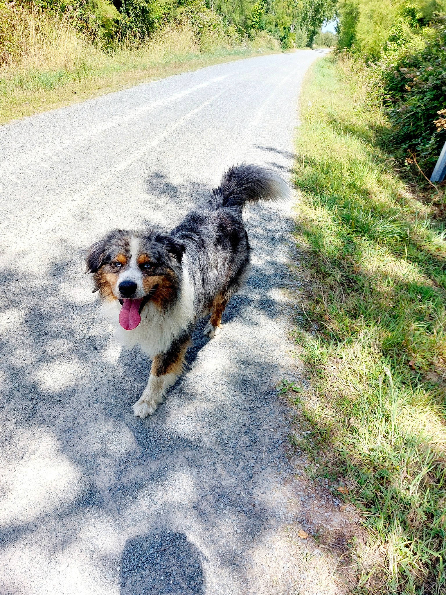 Newton participe au concours pour gagner de l'argent avec cette photo : asphalt, canidae, carnivore, collar, companion_dog, dog, dog_breed, dog_supply, grass, herding_dog, leash, plant, road, road_surface, shadow, sporting_group, tail, toy_dog, working_animal, working_dog