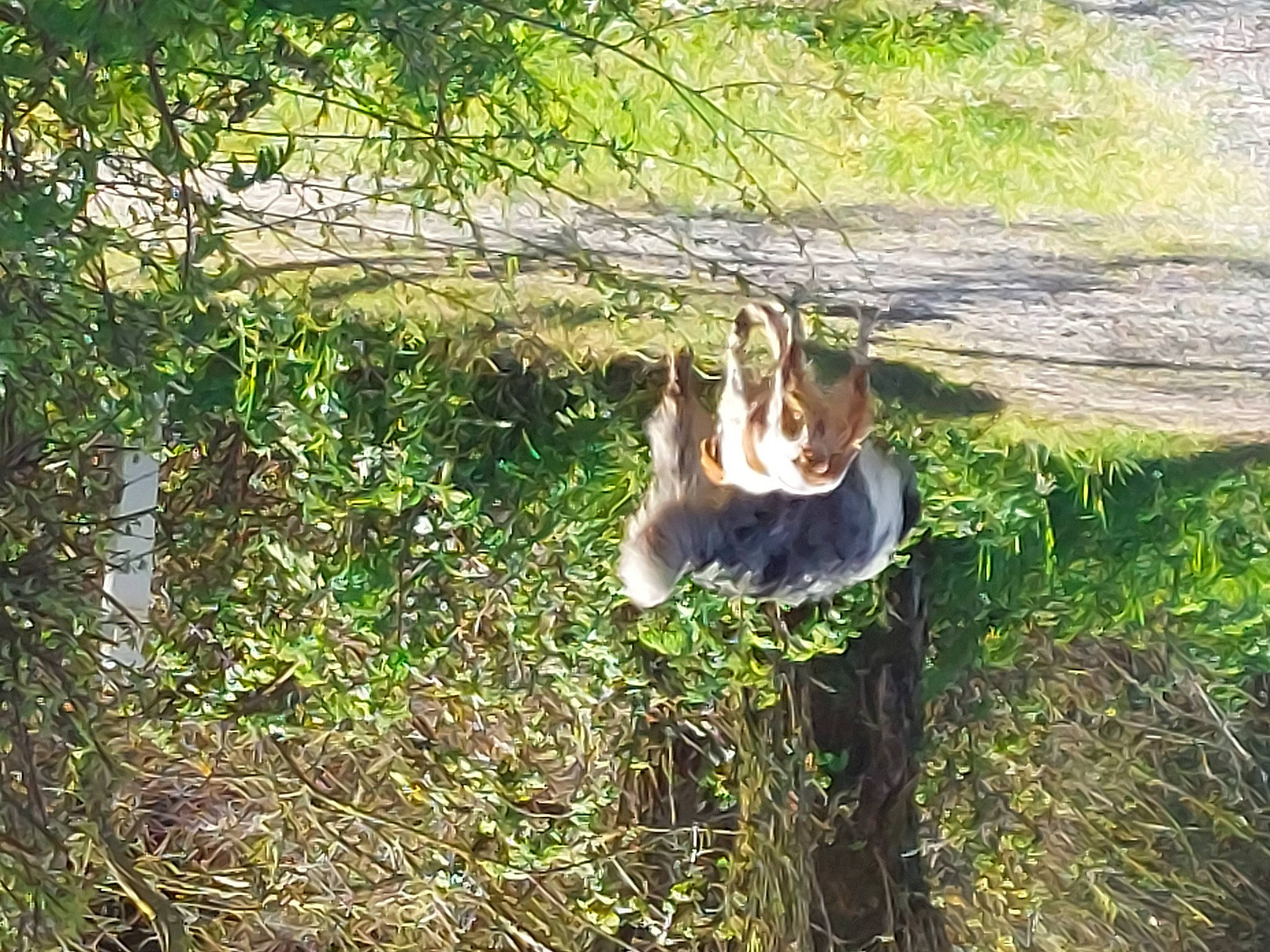 Newton participe au concours pour gagner de l'argent avec cette photo : forest, grass, grassland, happy, jungle, landscape, leisure, natural_landscape, pasture, people_in_nature, plant, soil, terrestrial_animal, tree, trunk, twig, wetland, wildlife, wood, woodland