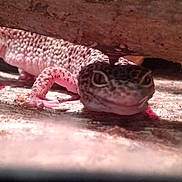 Karma joined the competition — help win amazing prizes! adaptation, amphibian, dragon_lizard, gecko, gila_monster, heloderma, komodo_dragon, lizard, organism, reptile, scaled_reptile, terrestrial_animal, vertebrate, wildlife